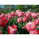 Aurora: tulips from the Sunken Gardens at Phillips Park, Aurora