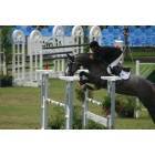Del Mar: Del Mar Horsepark Horse Show