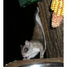 Amity Gardens: One of many flying squirrels in the neighborhood