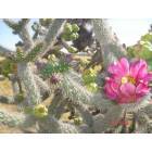 Columbus: Beautiful cactus growing wild in Columbus, New Mexico