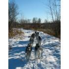 Becker: My Dog Sled Team near Clitty Lake In Becker City Park.