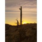 Victorville: : Cactus Sunset