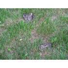 Montrose: Baby Rabbits