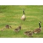 Woonsocket: geese love Woonsocket