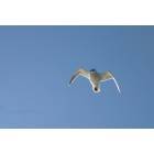 Long Beach: seagull in flight @ Longbeach