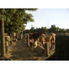 Vacaville: Iron Bark Ranch in Allendale area
