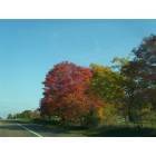 Texarkana: Fall Colors 11-05 Hwy 32  Rural  address Foreman Arkansas