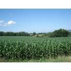 State College: : corn field with beaver stadium in background (its small though)