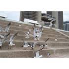 Corpus Christi: Gulls downtown Corpus