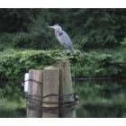 Sylvan Beach: Great Blue Heron perched on pilings in the Erie Canal