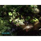Floral City: backyard pond wild impatients grow in the water