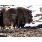 Nome: Musk Ox on Anvil Mt. Nome, Alaska - notice the baby peeking out