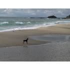 Laguna Beach: : Laguna Beach, CA: Aliso Beach - Laguna is extremely dog freindly!!