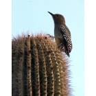 Phoenix: : A bird sits on a saguaro cactus at the Phoenix botanical gardens