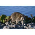 Sanibel: Racoon wanders along the water in Ding Darling nature preserve