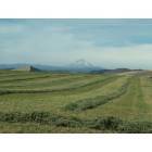 Dufur: Mount Hood from Dufur