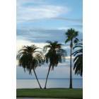 St. Petersburg: : Early Morning North Shore Park Palms, St Petersburg