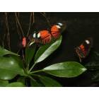 Sioux Falls: Sertoma Butterfly House