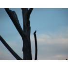 Camp Wood: Hummingbird in a bare tree