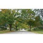 State College: : Maple trees along McCormick Avenue in State College, PA