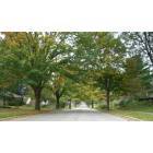 State College: Maple trees along McCormick Avenue in State College, PA