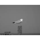 Tybee Island: seagull