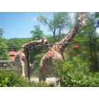 Erie: : At the Zoo