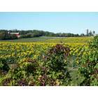 Delavan: Surprise Sunflower Patch