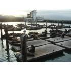 San Francisco: : The sea lions on Pier 39