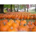 Lowellville: Pumpkins at Countryside Farms, Lowellville, OH.