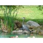 Lancaster: Blue Heron at Rising Park Pond