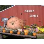 Alpha: 1,025 lbs pumpkin Country Corner Alpha, IL