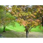 Olympia: Green behind Dept. of Transportation Building on Maple Park