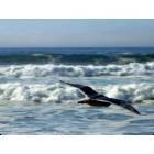 Lincoln City: Bird Checking Out Lincoln City