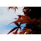 San Mateo: Maple in Japanese Garden in San Mateo