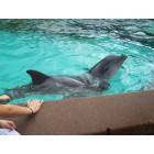 Orlando: : Dolphins at Sea World In Orlando, FL