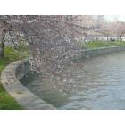 Washington: : Cherry Blossoms at the Tidal Basin, Washington, DC