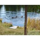 Seeley Lake: Mamma Bear and cubs swimming in pond