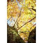 Prattville: fall foliage Windhame Nh