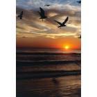 Daytona Beach: seagulls on Christmas day 2005