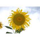 Avondale: Avondale Sunflower