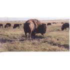 Cheyenne: : Bison on the Terry Bison Ranch in Cheyenne, Wyoming