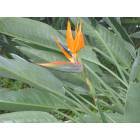 Honolulu: Bird of Paradise