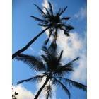Honolulu: Palm Tree