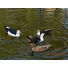 San Marcos: Flock of ducks in san marcos river
