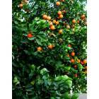 Chandler: : City renown for lush citrus trees