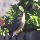 Glendora: This hawk was outside my bedroom window.