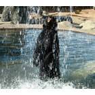 Chippewa Falls: Bathing Bear at Irvine Park Zoo