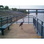 Chattanooga: Bird at the Dam