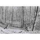 Livingston: Path in winter woods